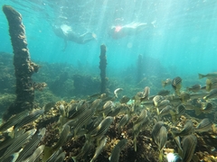 Helotes octolineatus