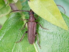 Philus antennatus