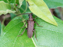 Philus antennatus