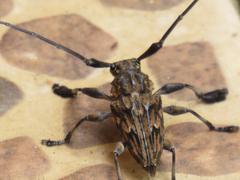 Steirastoma histrionicum