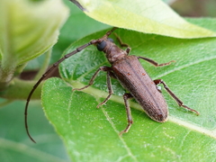 Philus antennatus