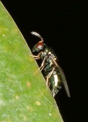 Otitesella