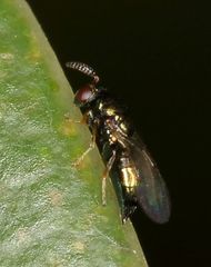 Otitesella