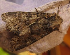 Mniotype adusta