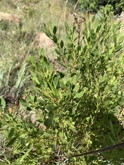 Senecio microglossus