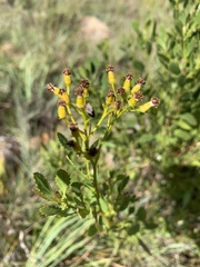Senecio microglossus