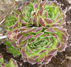 Sempervivum heuffelii