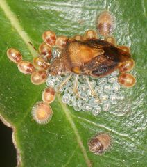 Uhlunga typica