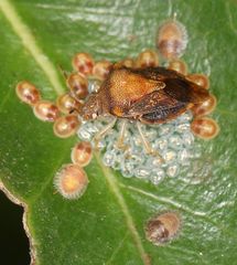 Uhlunga typica
