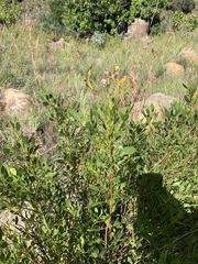 Senecio microglossus