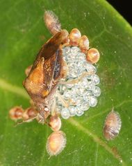 Uhlunga typica