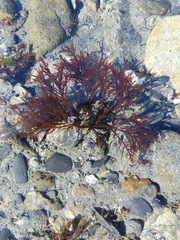 Cryptosiphonia woodii