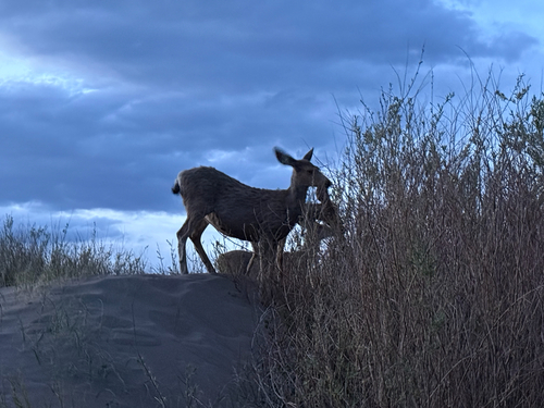 Mule Deer