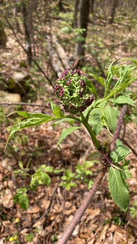 red-berried elder