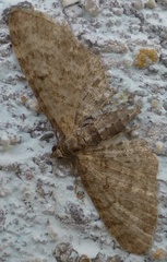 Eupithecia satyrata