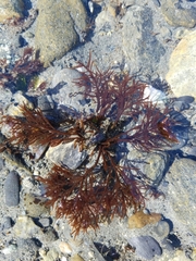 Cryptosiphonia woodii