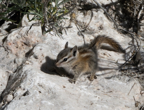 Palmer's Chipmunk observed by bobc