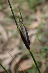 Ptilothrix deusta