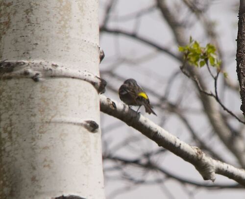 Yellow-rumped Warbler