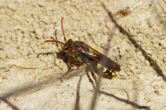 Nomada leucophthalma