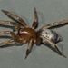 Silvery Vagabond Spider - Photo (c) Steve Kerr, some rights reserved (CC BY), uploaded by Steve Kerr