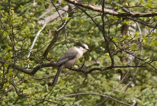 Canada Jay
