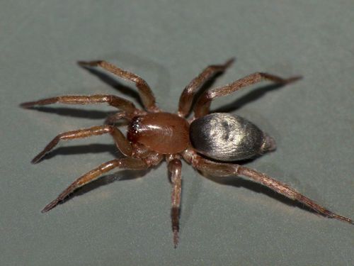 Anzacia gemmea