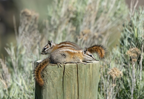 Palmer's Chipmunk observed by bobc