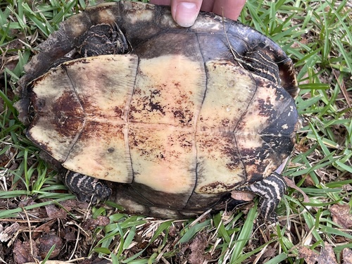 False Map Turtle