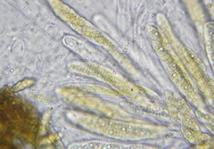 Phaeosphaeria culmorum