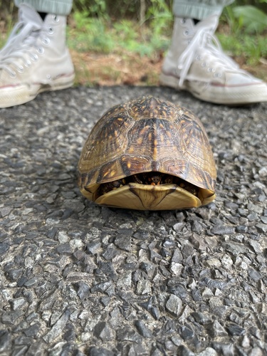 Three-toed Box Turtle