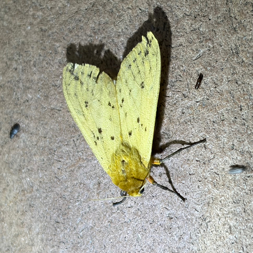 Isabella Tiger Moth