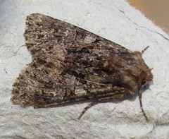 Mniotype adusta