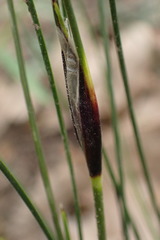Ptilothrix deusta