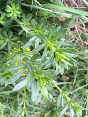 Galium mollugo