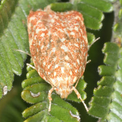 Syringoseca rhodoxantha