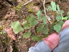 Adiantum shastense, photograph (c) Kyle Elshoff, some rights reserved (CC BY)