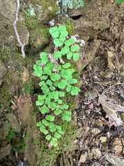 Adiantum shastense, photograph (c) Kyle Elshoff, some rights reserved (CC BY)