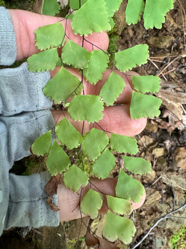 Adiantum shastense, photograph 3