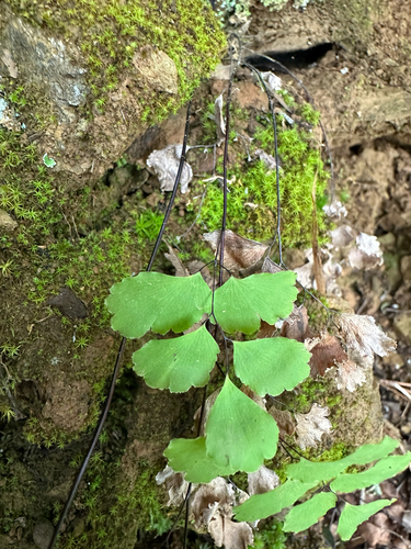 Adiantum shastense, photograph 5