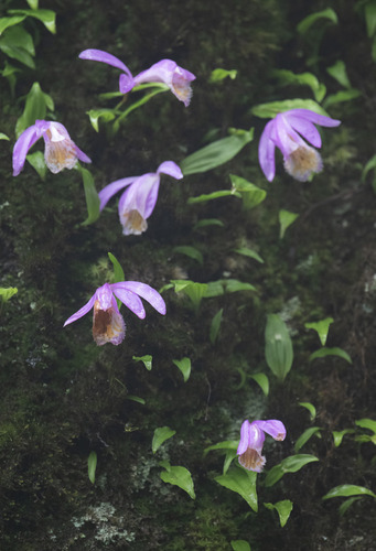 Windowsill Orchid
