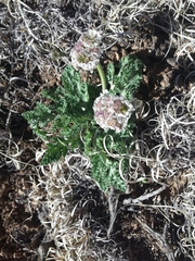 Vesper purpurascens
