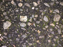 Abscondita cerata