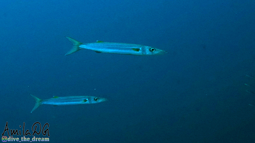 Sphyraena forsteri observed 2026-04-23