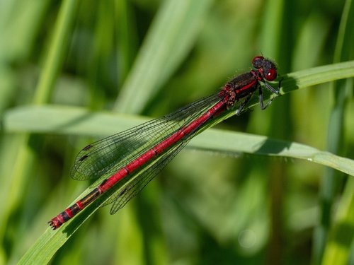 Frühe Adonislibelle