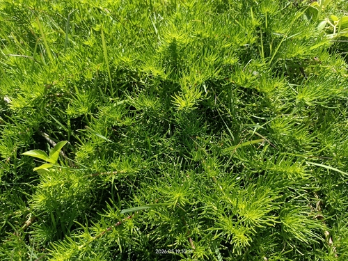 Artemisia capillaris, photograph 4