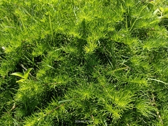 Artemisia capillaris, photograph (c) 五色鳥, some rights reserved (CC BY)