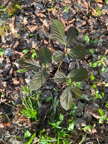 wild sarsaparilla
