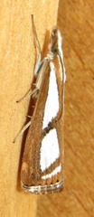Catoptria permutatellus