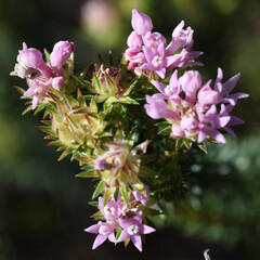 Phylica gnidioides, photograph (c) Andrew Gillespie, some rights reserved (CC BY)